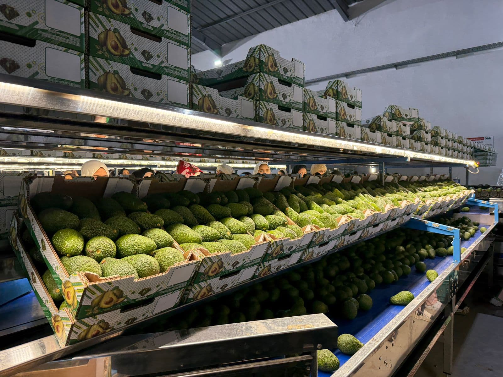 Export Packaging