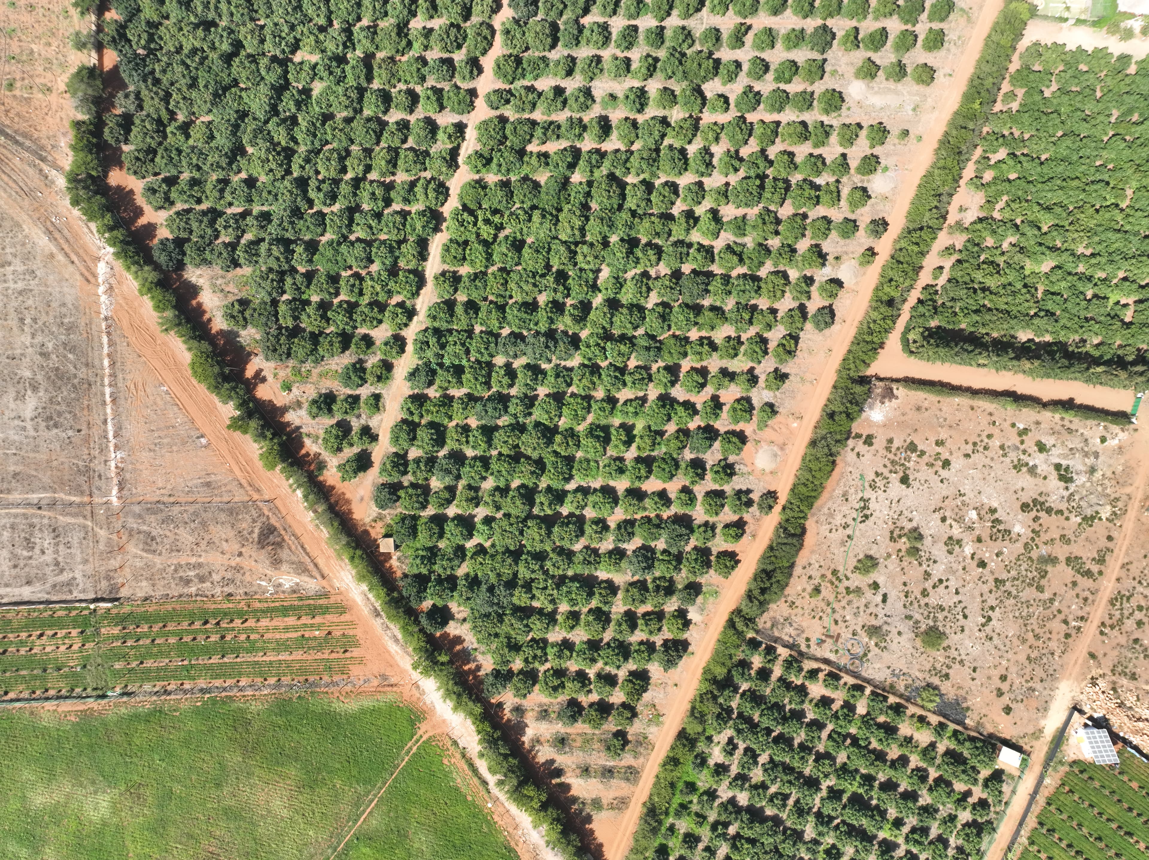 Orchard view