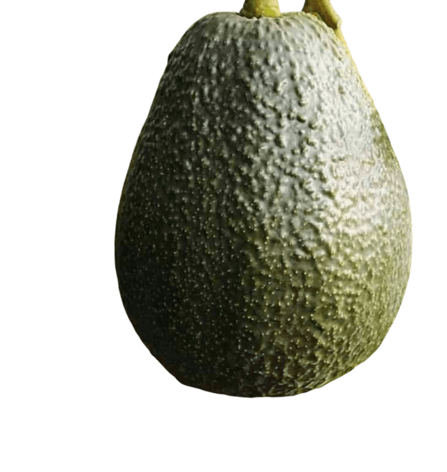 Lamb Hass avocado variety