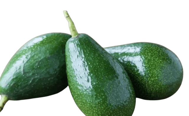 Zutano avocado variety